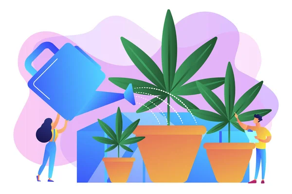 Cannabis conceito de cultivo vetor ilustração . — Vetor de Stock