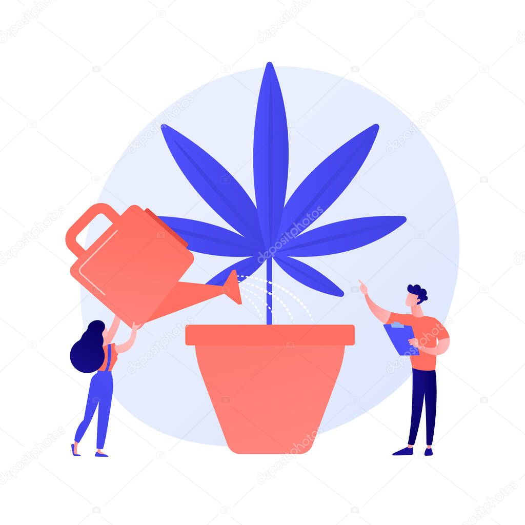 Young woman watering hemp plant, forbidden houseplant. Marijuana cultivation, medical cannabis, illegal horticulture. Girl growing weed. Vector isolated concept metaphor illustration