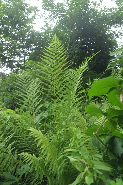 コーカサスで珍しい植物の緑のシダの葉します — ストック写真