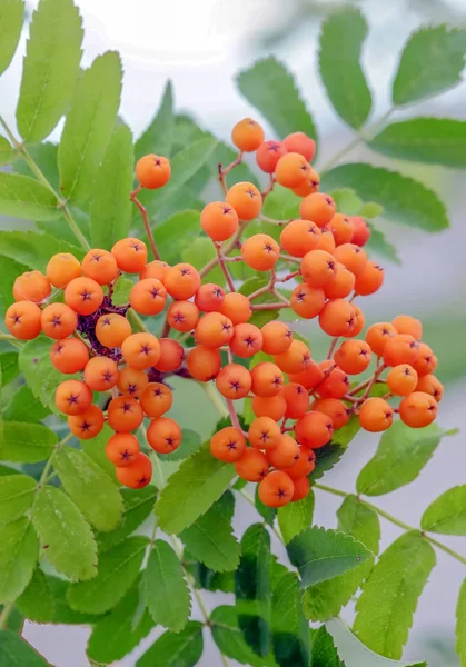 粉红色的山灰对天空的分支 — 图库照片