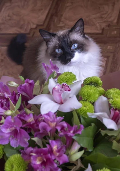꽃다발 고양이 스톡 사진