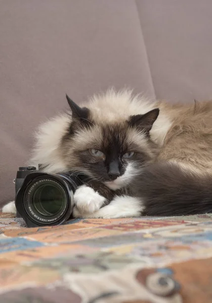 Siyam tüylü kedi profesyonel bir fotoğraf makinesi ile yatıyor