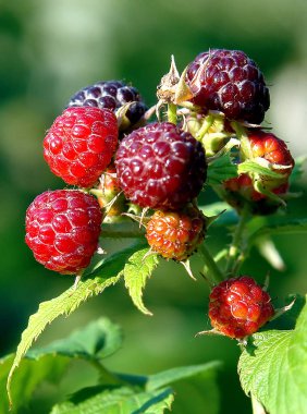 çok renkli berry ahududu yaprağı dal arasında