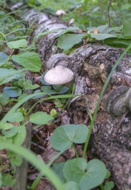 mantar çürümüş ağaç üzerinde