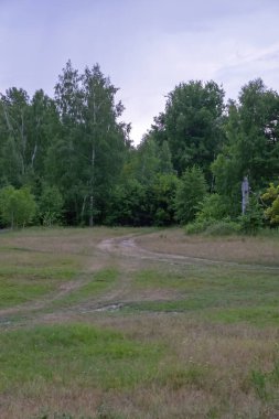 görünüm ile orman manzara