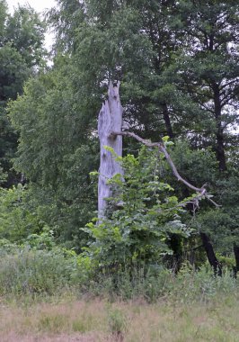 görünüm ile orman manzara