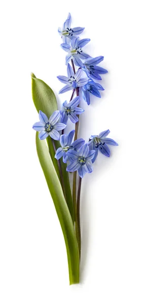 Bouquet of Siberian Squill — Stock Photo, Image