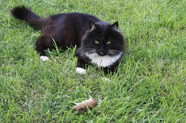 Gato preto com rato — Fotografia de Stock