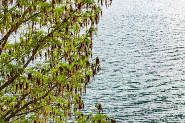 Sebuah Pohon Dengan Daun Hijau Dan Coklat Atas Air — Stok Foto