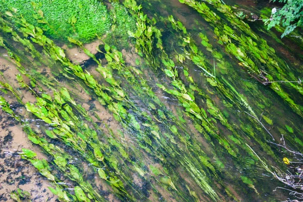 Some Green Reeds Flowing Stream — Stock Photo, Image