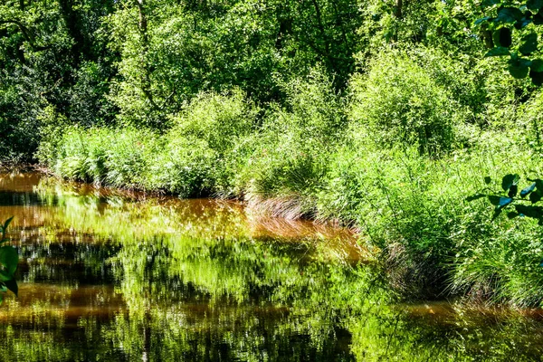 Sebuah Danau Dengan Pohon Dan Semak Semak Dan Refleksi — Stok Foto