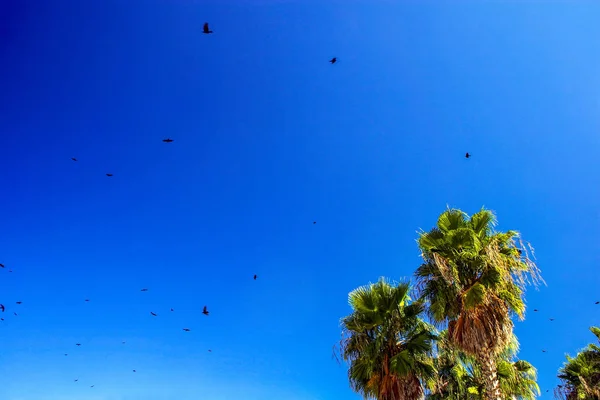 Seagulls and Palm Trees — Stock Photo, Image