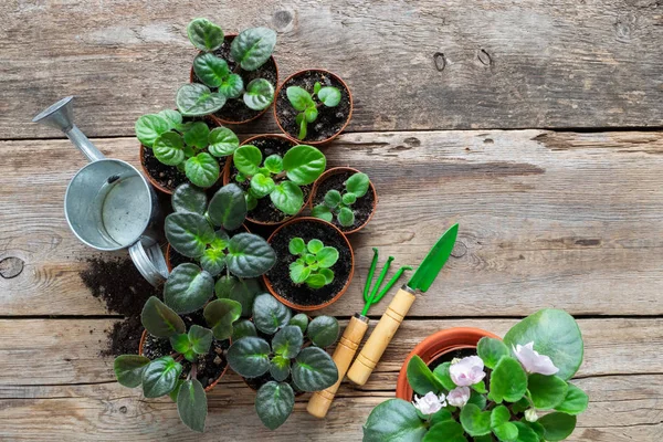 Panelas de plantas em casa e flores saintpaulia. Flores em vaso, regador e ferramentas de jardim. Vista superior . — Fotografia de Stock