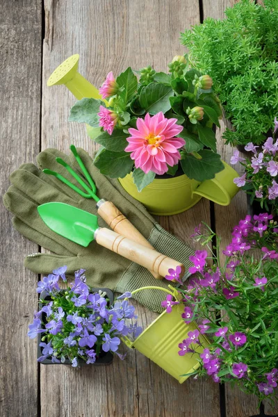 Plántulas Plantas Jardín Flores Para Siembra Equipo Jardín Regadera Pala — Foto de Stock