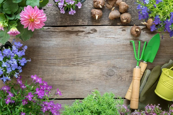 Plántulas Plantas Jardín Flores Equipo Jardín Regadera Pala Rastrillo Vista — Foto de Stock