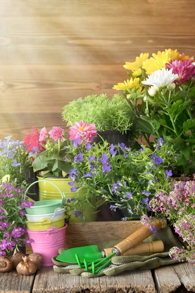 Zaailing Van Tuin Planten Bloemen Tuin Van Apparatuur Water Kan — Stockfoto