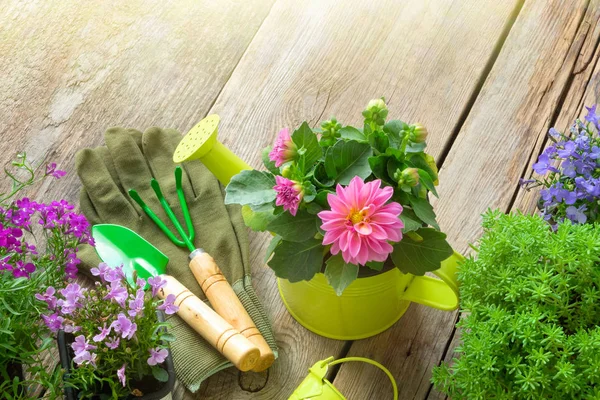 Sämling Von Gartenblumen Zum Pflanzen Gartengeräte Gießkanne Schaufel Harke Ansicht — Stockfoto