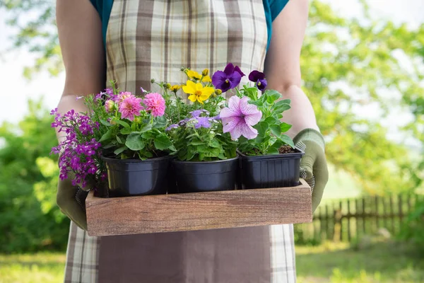 Woman Gardener Holds Wooden Tray Several Flower Pots — Stock Photo, Image
