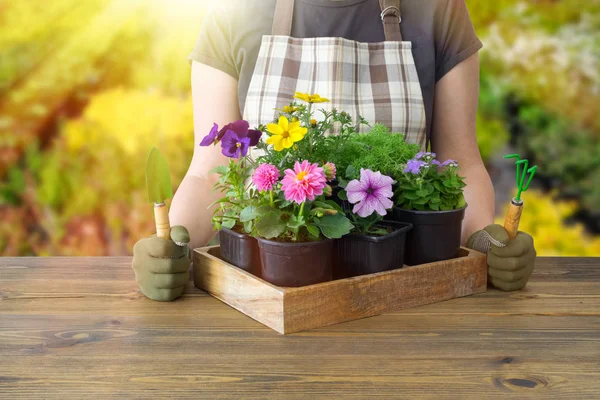 Mujer Jardinero Con Caja Madera Varias Macetas Jardín Invernadero Sobre —  Fotos de Stock