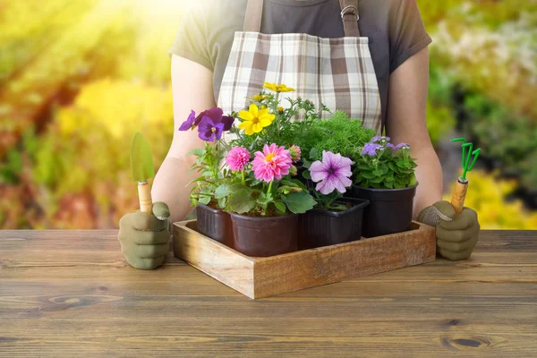 Gärtnerin Mit Holzkiste Mit Mehreren Blumentöpfen Garten Oder Gewächshaus Hintergrund Stockfoto