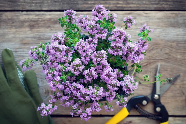 Thyme Plant Top View Gloves Pruner Table Focus — Stock Photo, Image