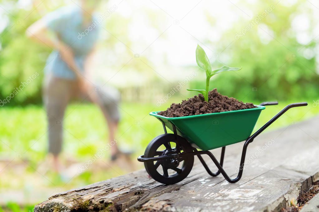 Small wheelbarrow with growing seedling in the soil. Woman working in the garden in background not in focus.
