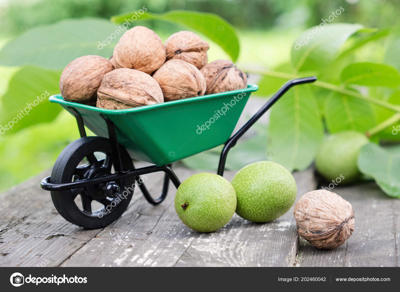 Small Garden Wheelbarrow Full Walnuts Green Nuts Leaves Garden Outdoors