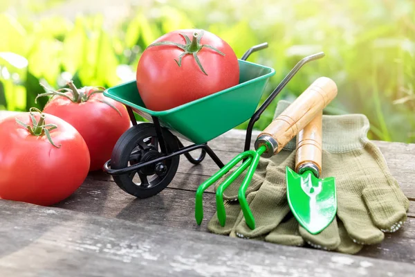赤い完熟トマト シャベル 庭の木製ベンチに手袋と小さな庭手押し車 — ストック写真
