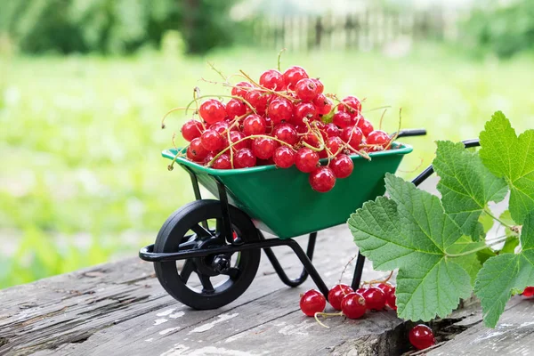 Kleine Tuin Kruiwagen Vol Rode Bessen Bessen Buitenshuis — Stockfoto