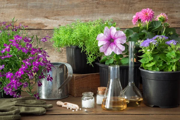 Sazenice Zahradní Rostliny Květiny Konev Homeopatika Rostliny Přírodní Alternativní Léčba — Stock fotografie