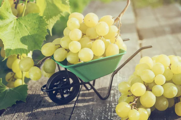 Pequeña Carretilla Jardín Llena Uvas Verdes Tablero Madera Jardín Aire — Foto de Stock