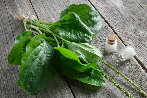 Flaschen Mit Homöopathischen Globuli Und Kochbananen Plantago Wichtigste Pflanze Homöopathie — Stockfoto