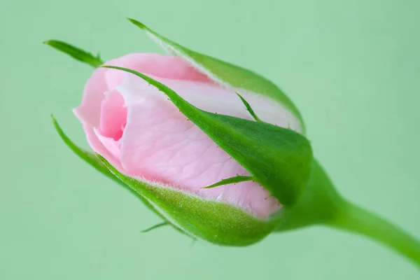 Pink Rose Bud Closeup Selective Focus Rosebud Green Pastel Background — Stock Photo, Image