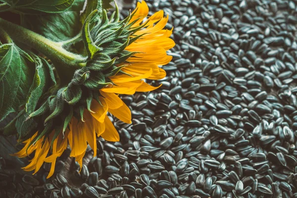 Yellow Sunflower Sunflower Seeds Background — Stock Photo, Image