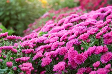 Flowerbed mor papatya çiçekleri.