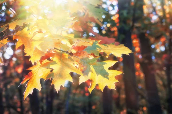 Branch Yellow Oak Leaves Autumn Forest Sunny Day — Stock Photo, Image