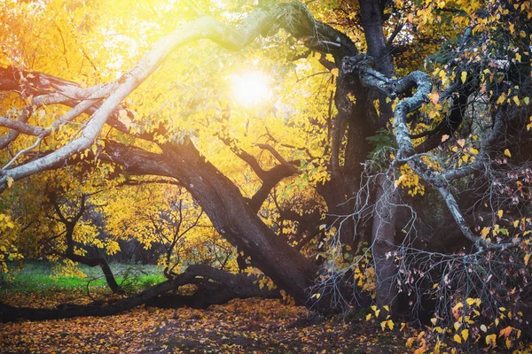 Old Autumn Tree Park Sunny Day — Stock Photo, Image