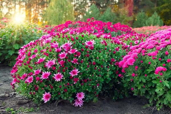 Lila Chrysanthemenblüten Auf Dem Blumenbeet Bei Sonnenuntergang — Stockfoto