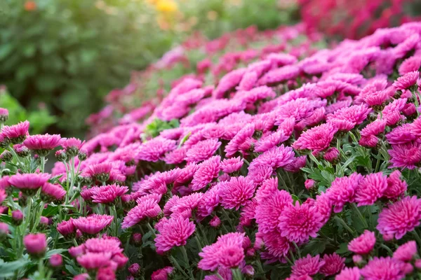 Paarse Chrysant Bloemen Flowerbed — Stockfoto