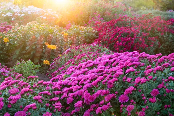 Фіолетові Квіти Хризантем Сонячний День — стокове фото