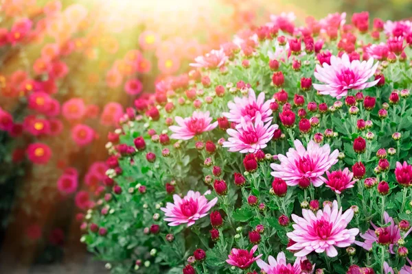 Chrysanthème Violet Fleurs Soleil Automne Journée Ensoleillée — Photo