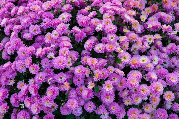 Achtergrond Van Paarse Chrysant Bloemen — Stockfoto