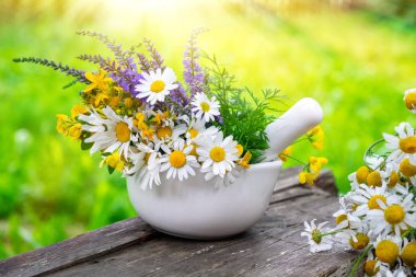 Harç şifalı otlar ve daisy şifalı otlar Grup açık havada. Bitkisel ilaç.