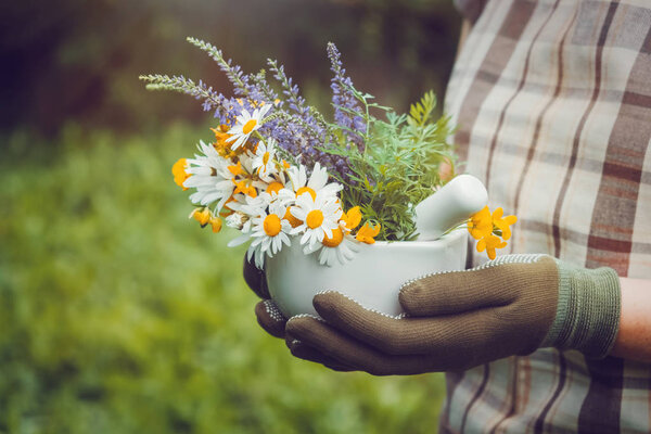 Woman holding in her hands a mortar of healing herbs. Herbalist collects medicinal plants on a meadow.