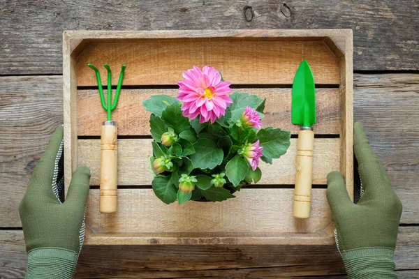 Mãos Jardineiro Luvas Mantêm Uma Caixa Com Uma Flor Jardim — Fotografia de Stock