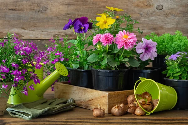 Sadzonki Roślin Ogrodowych Kwiaty Doniczki Cebul Wiosennych Kwiatów Ogrodowe Wyposażenie — Zdjęcie stockowe