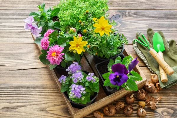 Sämlinge Von Gartenpflanzen Blumentöpfe Blumenzwiebeln Gartenausrüstung Schaufel Harke Handschuhe Ansicht — Stockfoto