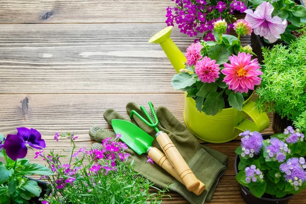Sadzonki Roślin Ogrodowych Kwiaty Doniczki Ogrodowe Wyposażenie Podlewanie Może Łopaty — Zdjęcie stockowe