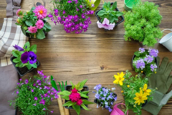 Sämlinge Von Gartenpflanzen Und Schöne Blumen Blumentöpfen Gartengeräte Gießkanne Eimer — Stockfoto