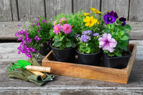 Sämlinge Von Gartenpflanzen Und Blumentöpfe Mit Blumen Gartengeräte Schaufel Harke — Stockfoto